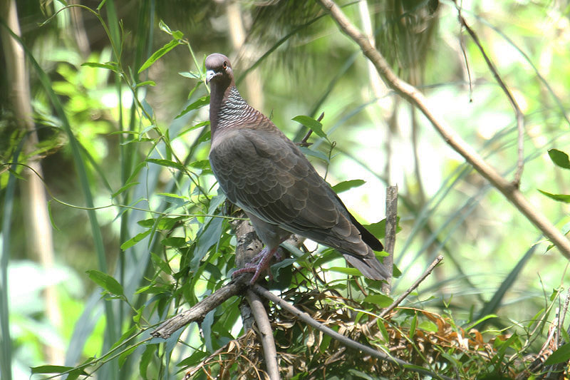 Picazuro Pigeon by Mick Dryden