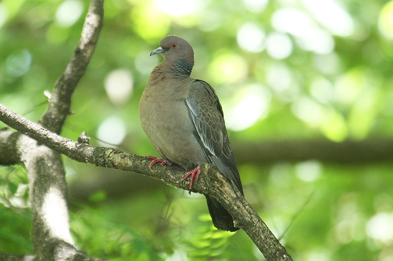 Picazuro Pigeon by Mick Dryden