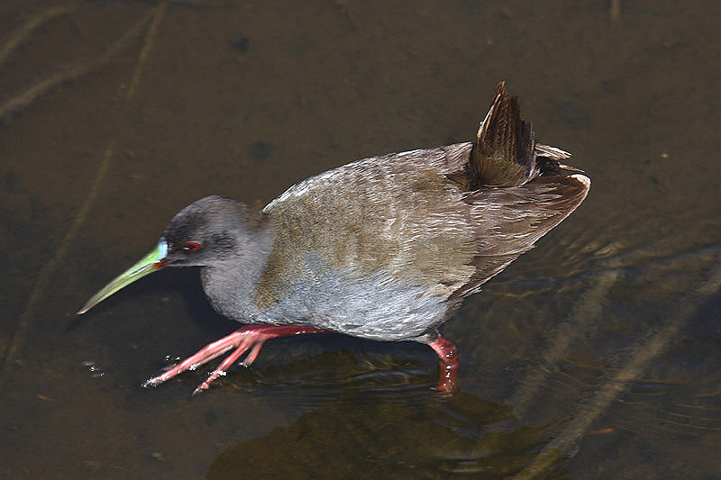 Plumbeous Rail by Mick Dryden