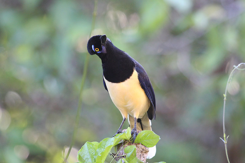 Plush-crested Jay by Miranda Collett