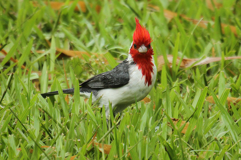 Red-crested Cardinal by Mick Dryden