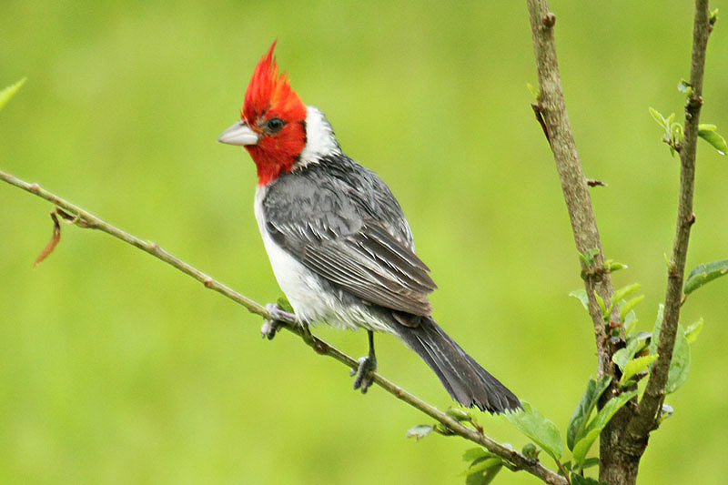 Red-crested Cardinal by Mick Dryden