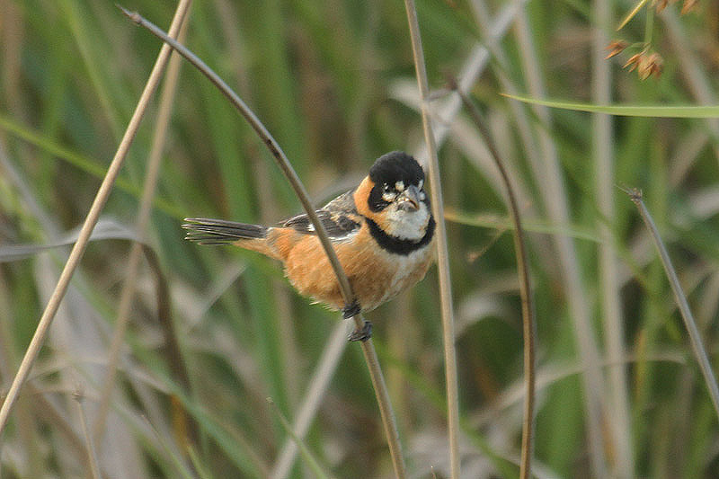 Rusty-collared Seedeater by Mick Dryden