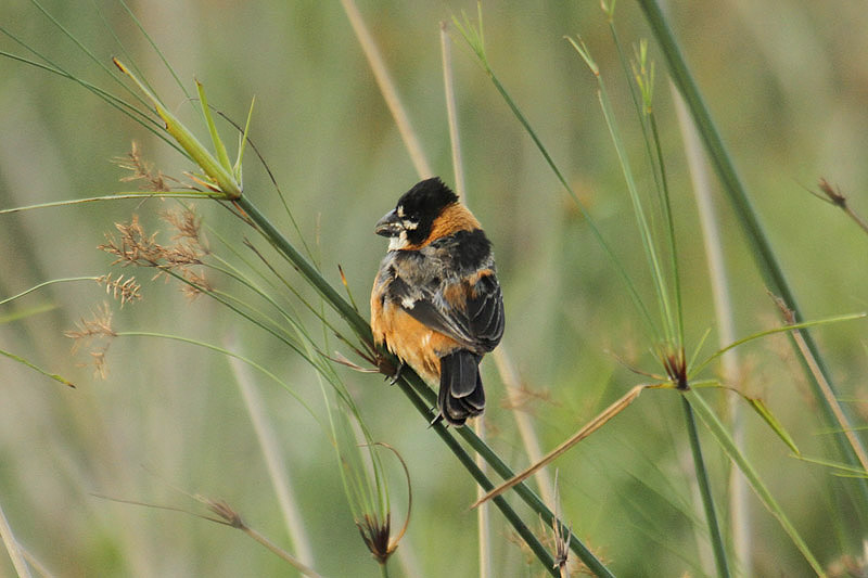 Rusty-collared Seedeater by Mick Dryden