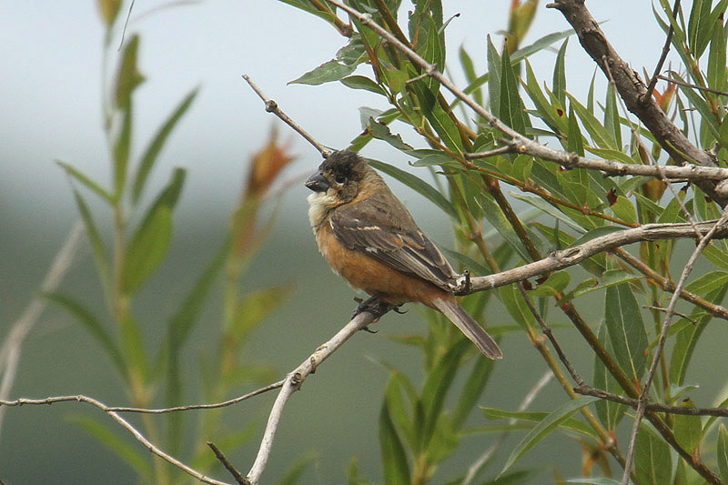 Rusty-collared Seedeater by Mick Dryden