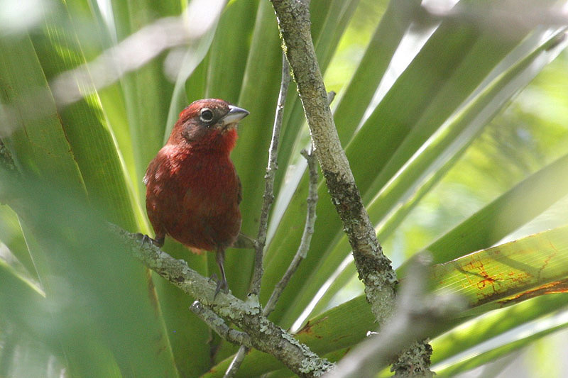 Red-crested Finch by Miranda Collett