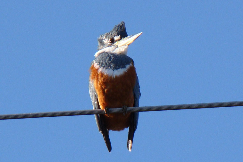 Ringed Kingfisher by Miranda Collett