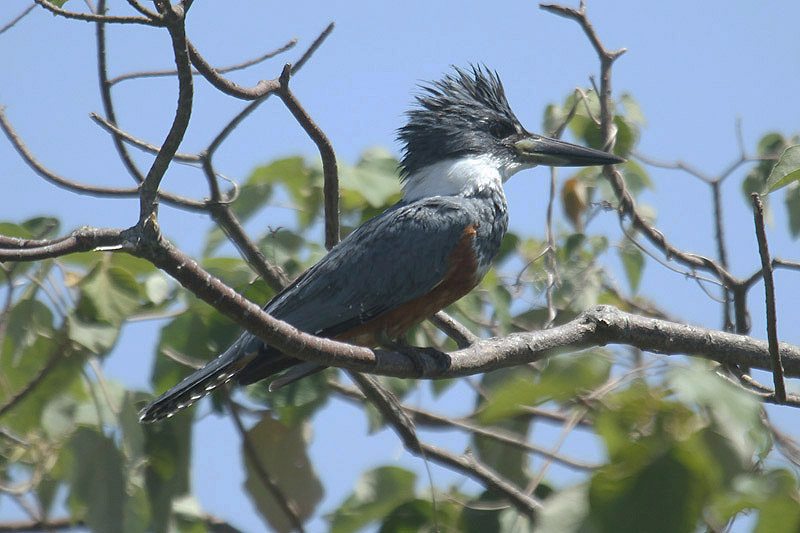Ringed Kingfisher by Mick Dryden