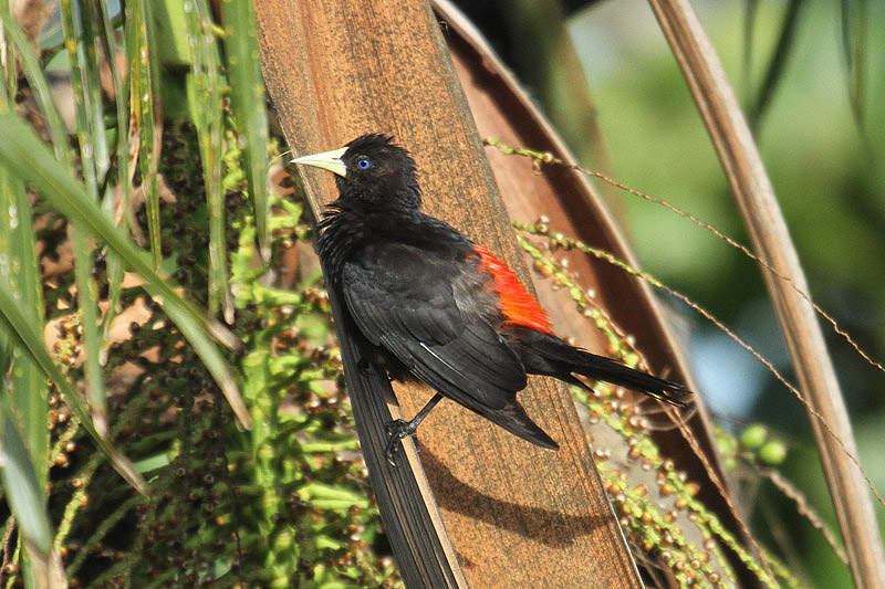 Red-rumped Cacique by Mick Dryden