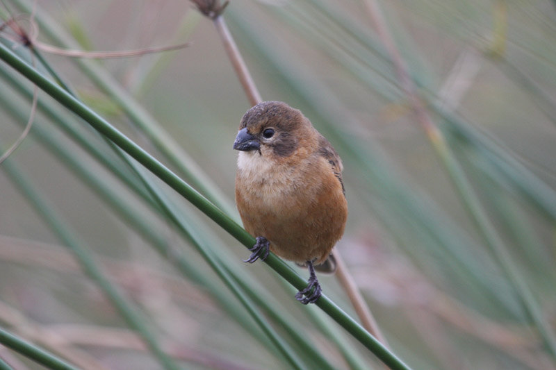 Rusty-collared Seedeater by Miranda Collett