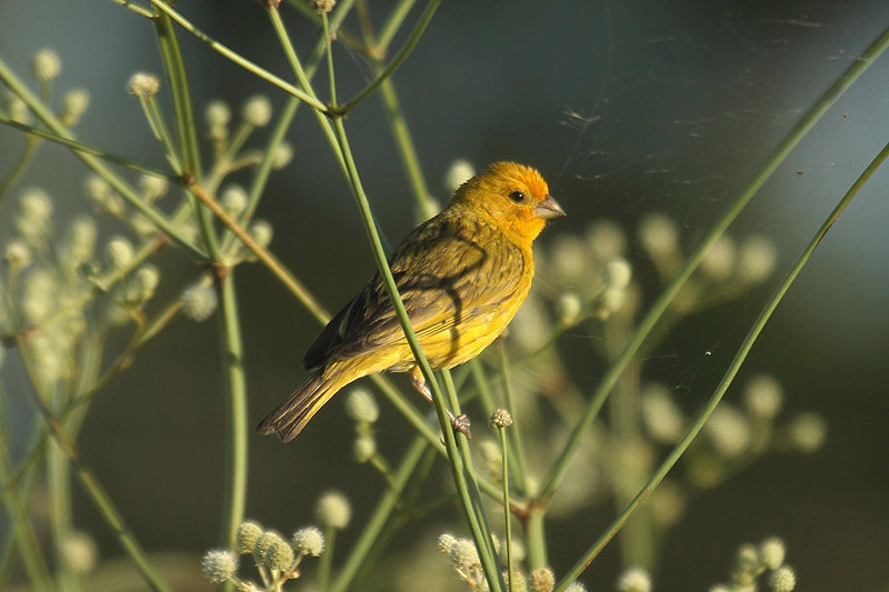 Saffron Yellow Finch by Mick Dryden