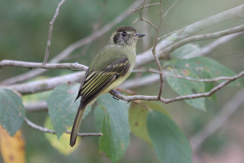 Sao Paulo Tyrannulet by Miranda Collett