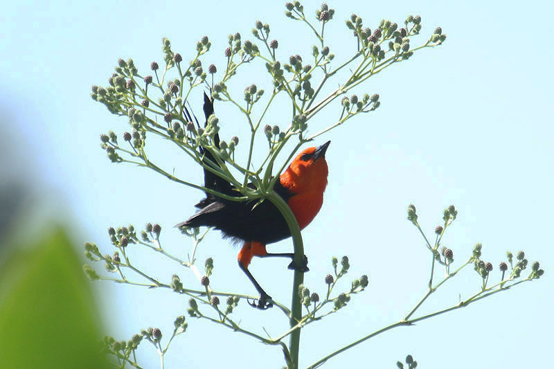 Scarlet-headed Blackbird by Mick Dryden