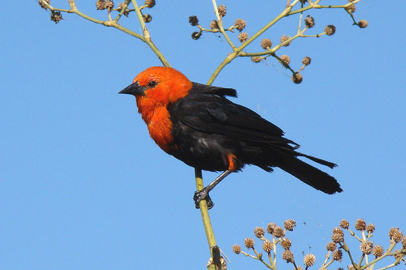 Scarlet headed Blackbird by Miranda Collett