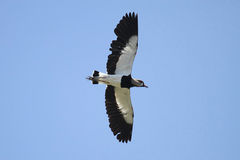Southern Lapwing by Mick Dryden