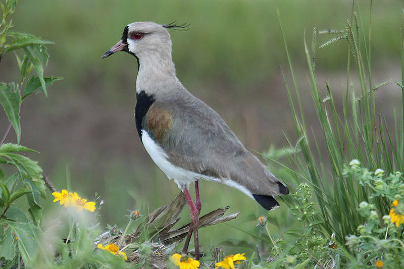 Southern Lapwing by Mick Dryden