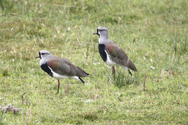 Southern Lapwing by Mick Dryden