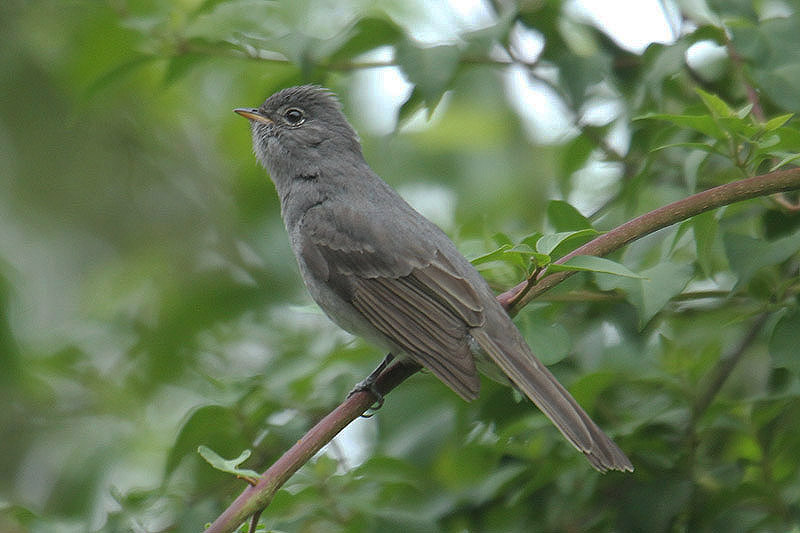 Slaty Elaenia by Mick Dryden