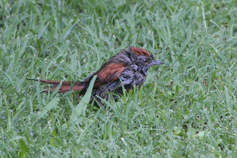 Sooty-fronted Spinetail by Miranda Collett