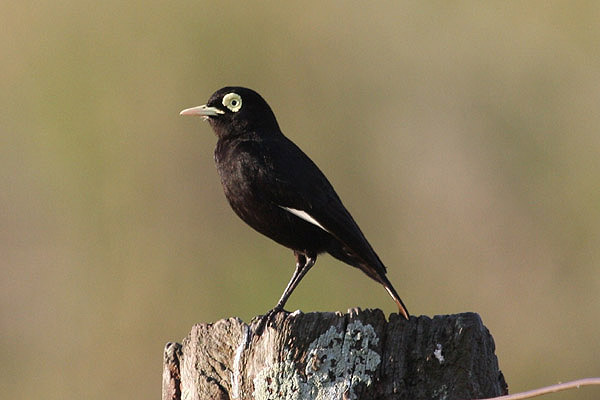 Spectacled Tyrant by Miranda Collett