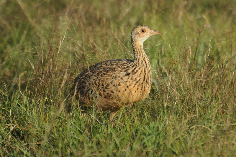 Spotted Nothura by Mick Dryden