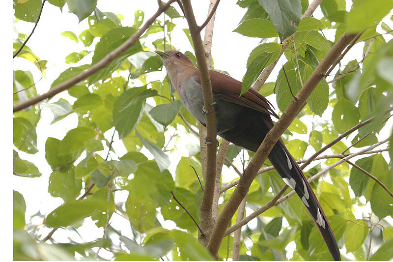 Squirrel Cuckoo by Miranda Collett
