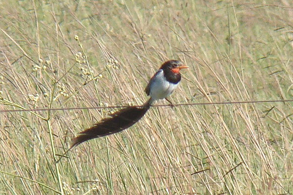 Strange-tailed Tyrant by Miranda Collett