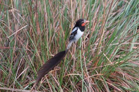 Strange-tailed Tyrant by Miranda Collett