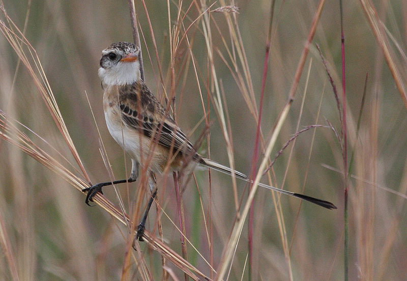 Strange-tailed Tyrant by Miranda Collett