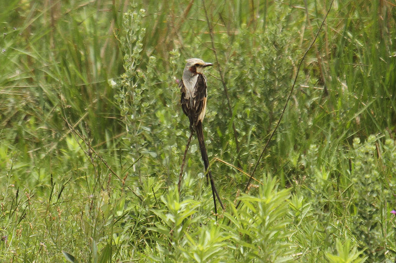 Streamer-tailed Tyrant by Mick Dryden