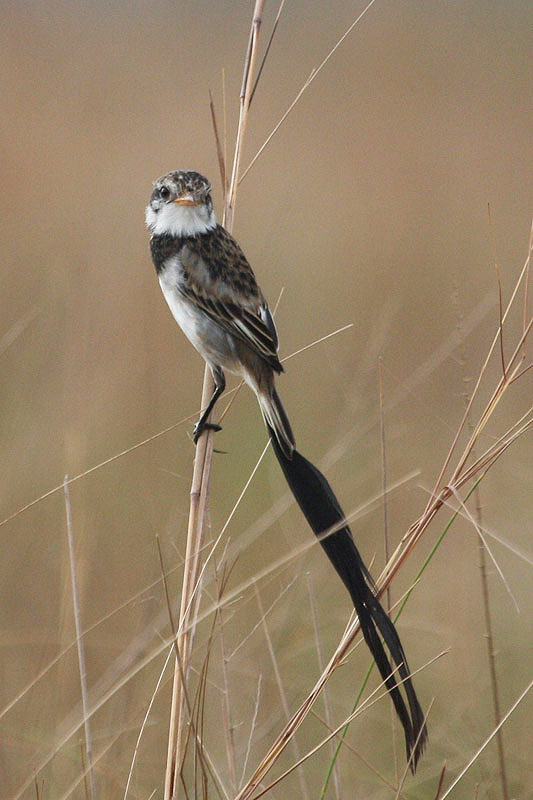 Strange-tailed Tyrant by Miranda Collett