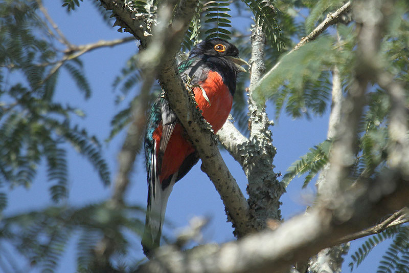 Surucua Trogon by Mick Dryden