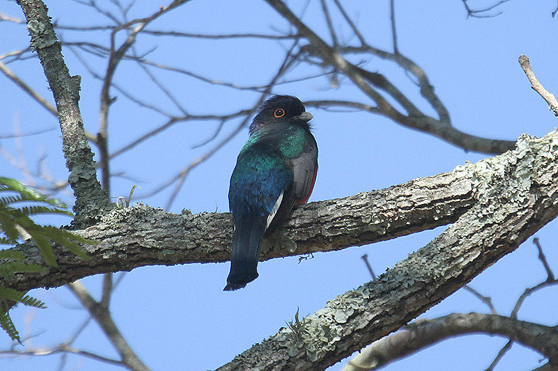 Surucua Trogon by Mick Dryden