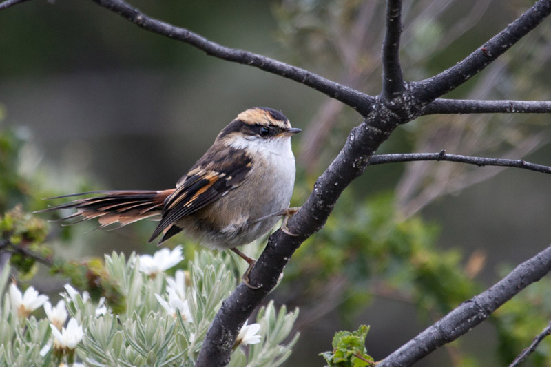 Thorn-tailed Rayadito by Miranda Collett