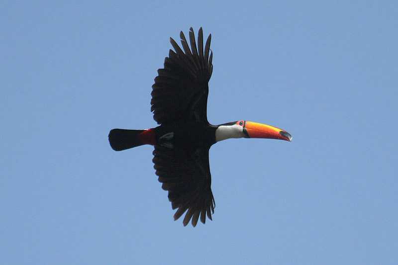 Toco Toucan by Mick Dryden