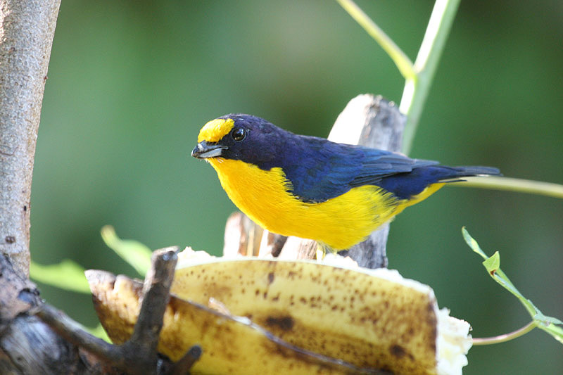 Violaceous Euphonia by Miranda Collett