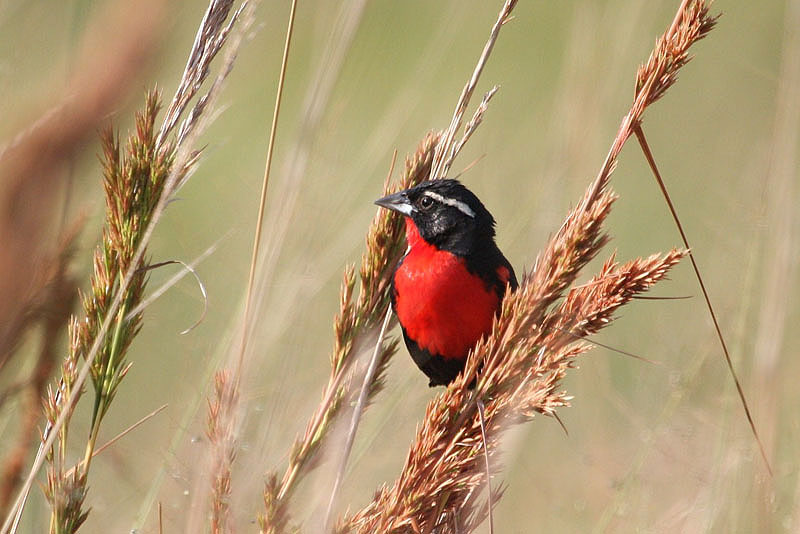 White-browed Blackbird by Miranda Collett