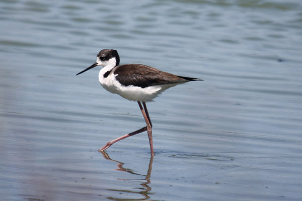 White-backed Stilt by Mick Dryden