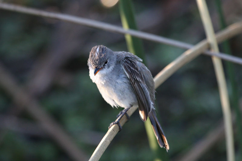 White-crested Tyrannulet by Miranda Collett