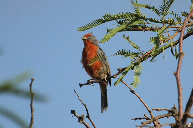 White-tipped Plantcutter by Mick Dryden
