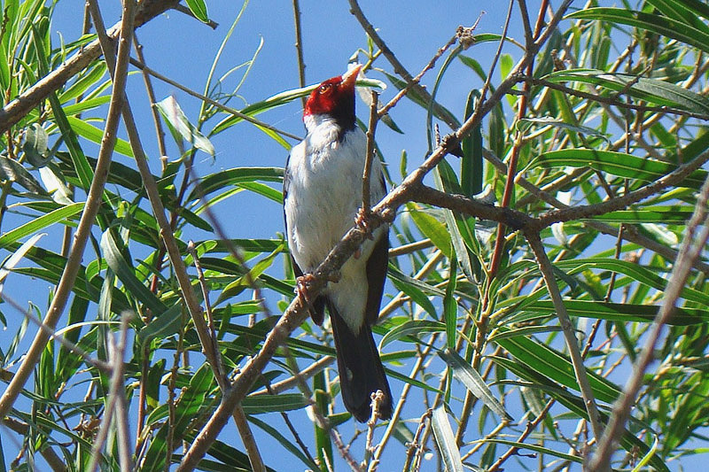 Yellow-billed Cardinal by Miranda Collett