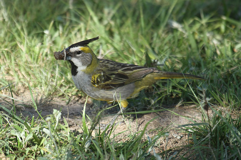 Yellow Cardinal by Mick Dryden
