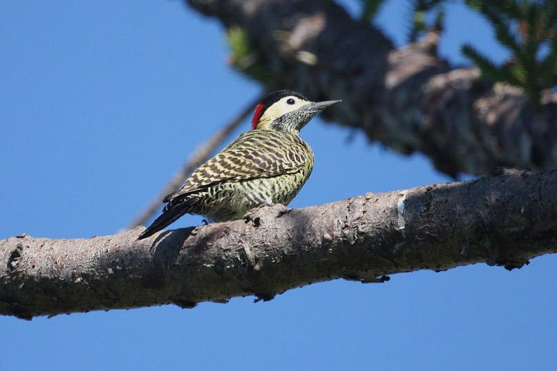 Green-barred Woodpecker by Miranda Collett