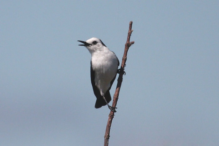 Pied Water Tyrant by Miranda Collett