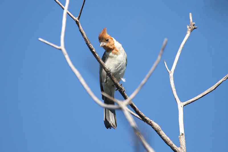 Red-crested Cardinal by Miranda Collett