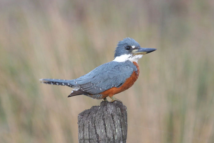 Ringed Kingfisher by Miranda Collett