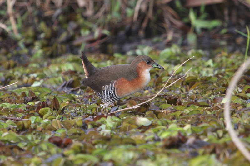 Red and White Crake by Miranda Collett