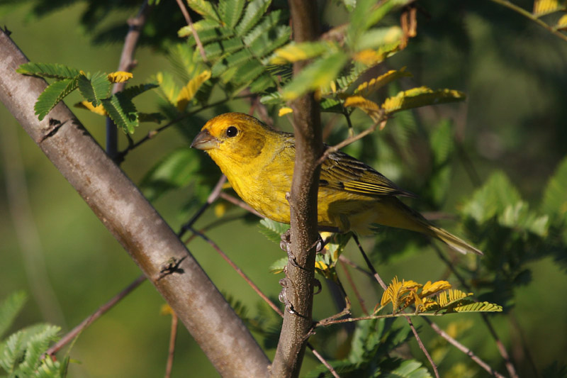 Saffron Yellow Finch by Mirana Collett