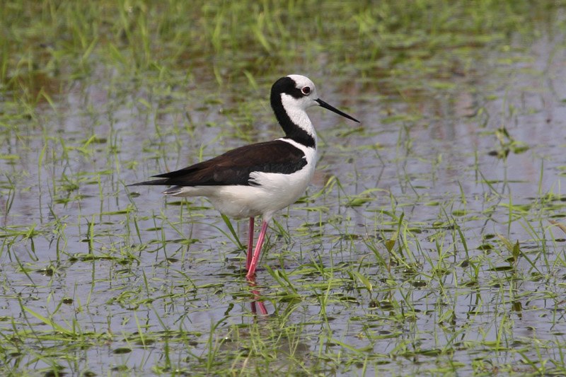 South American Stilt by Miranda Collett