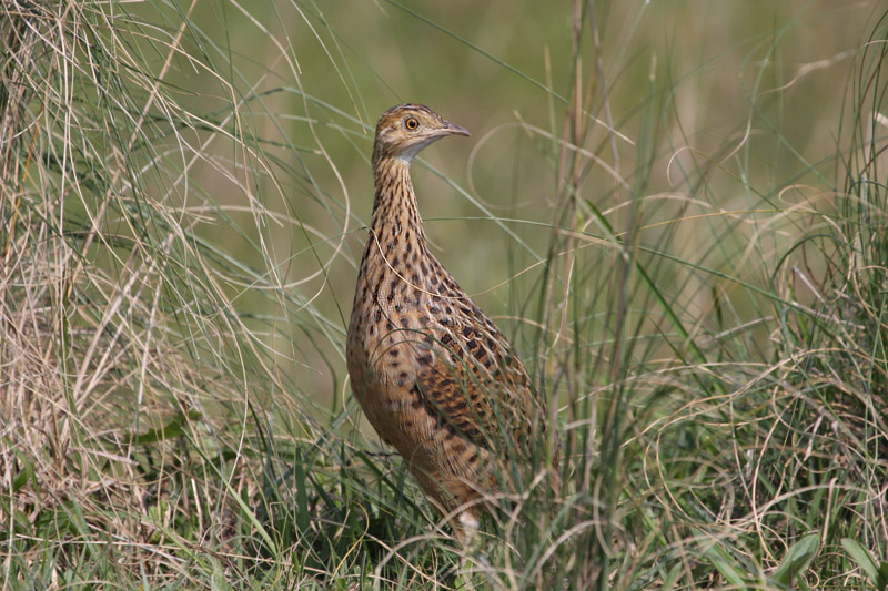 Spotted Nothura by Miranda Collett